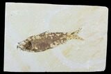 Bargain, Fossil Fish (Knightia) - Wyoming #99419-1